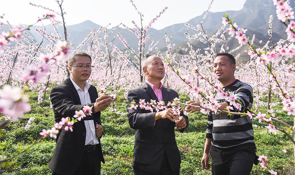 松桃：阳春三月赏桃花 农旅融合助增收