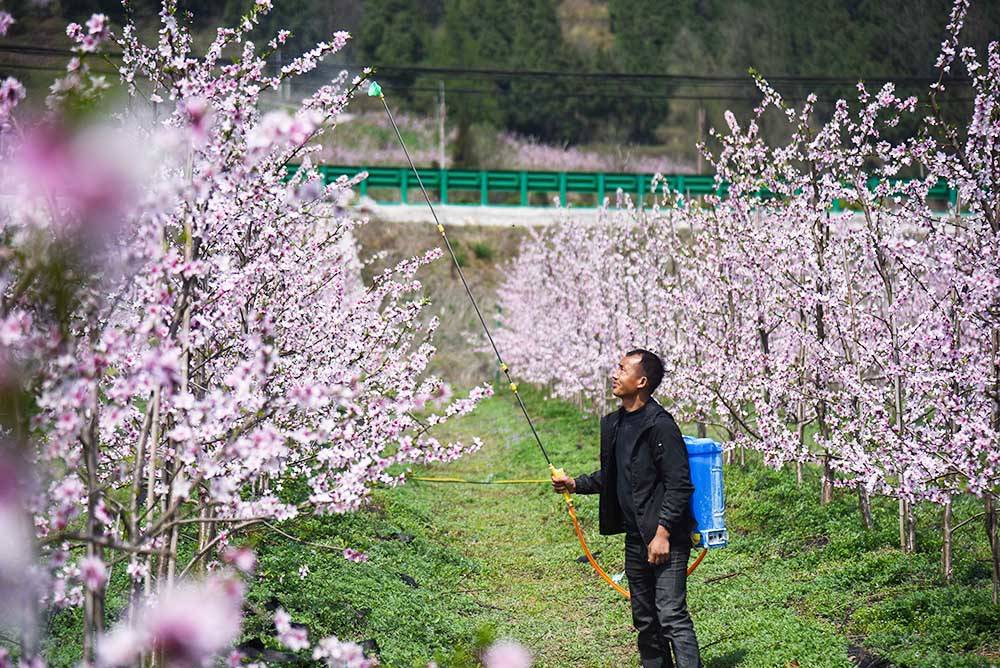 松桃：阳春三月赏桃花 农旅融合助增收