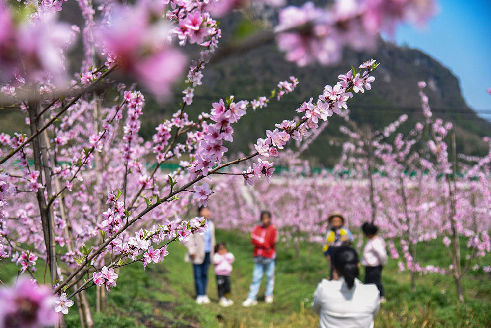 松桃：阳春三月赏桃花 农旅融合助增收