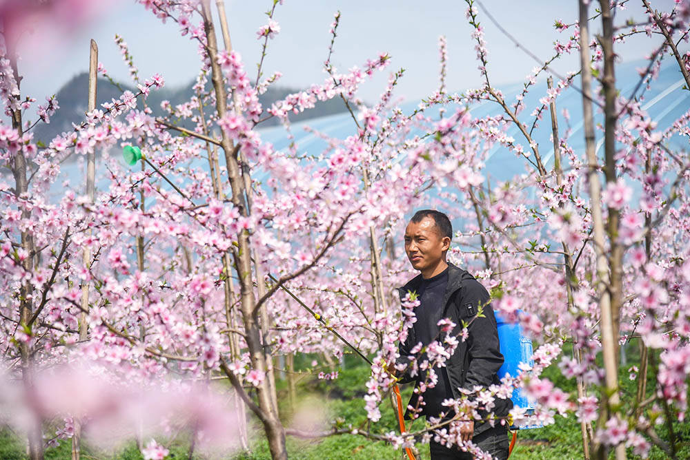 松桃：阳春三月赏桃花 农旅融合助增收