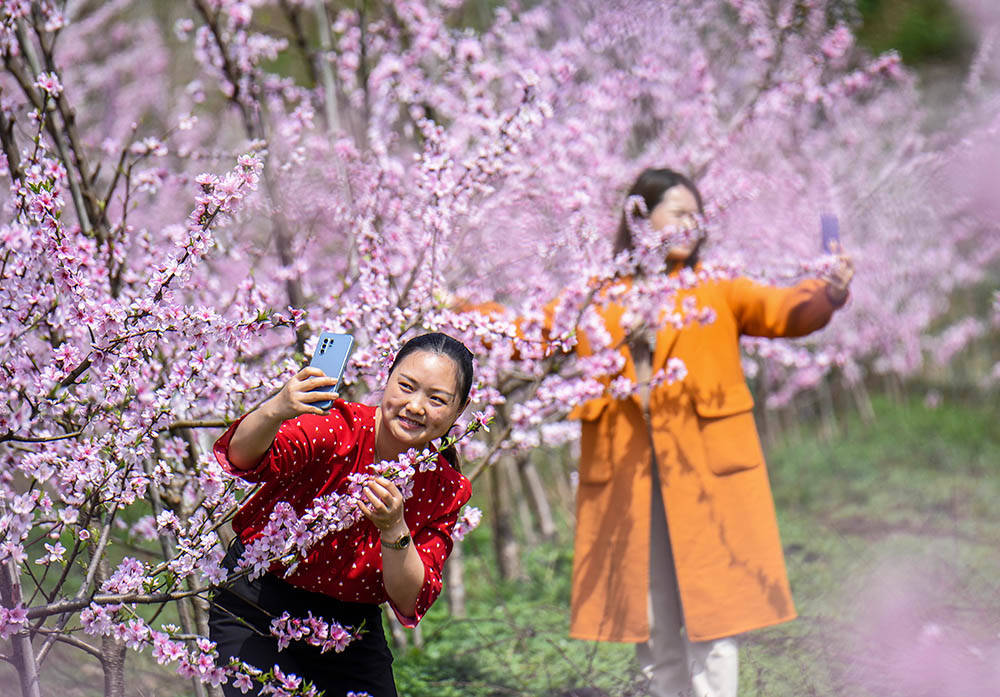 松桃：阳春三月赏桃花 农旅融合助增收