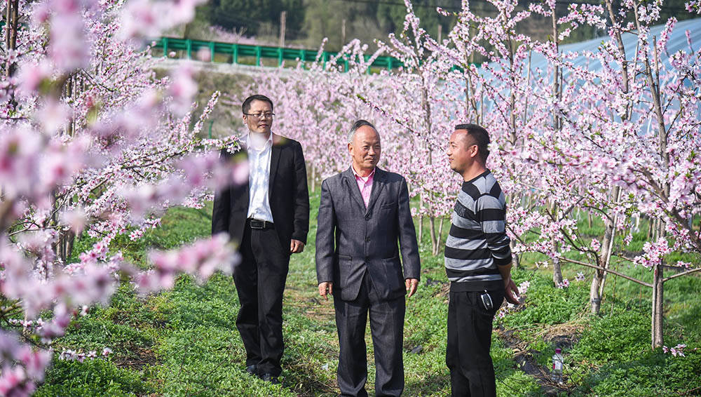 松桃：阳春三月赏桃花 农旅融合助增收