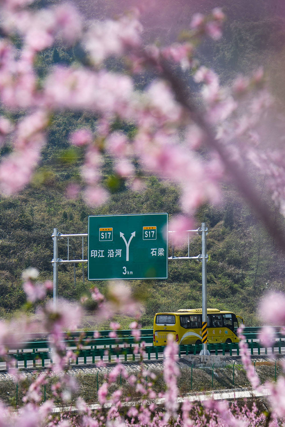 松桃：阳春三月赏桃花 农旅融合助增收