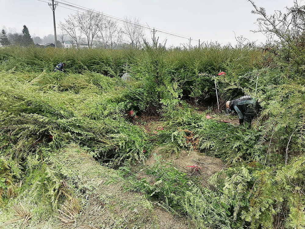 松桃：珍稀植物红豆杉畅销全国各地