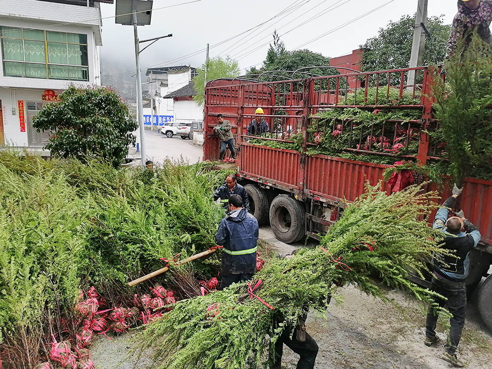 松桃：珍稀植物红豆杉畅销全国各地