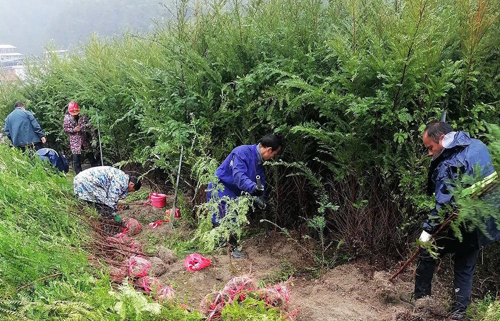 松桃：珍稀植物红豆杉畅销全国各地