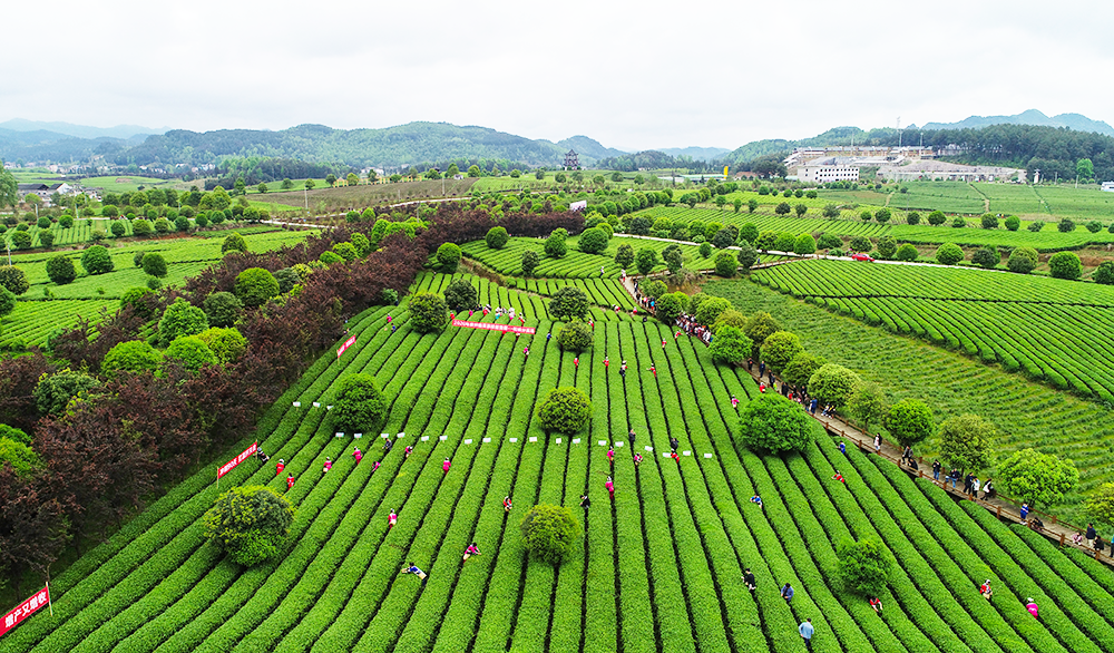 棉花山研学示范基地入选贵州省首批十大研学旅行基地