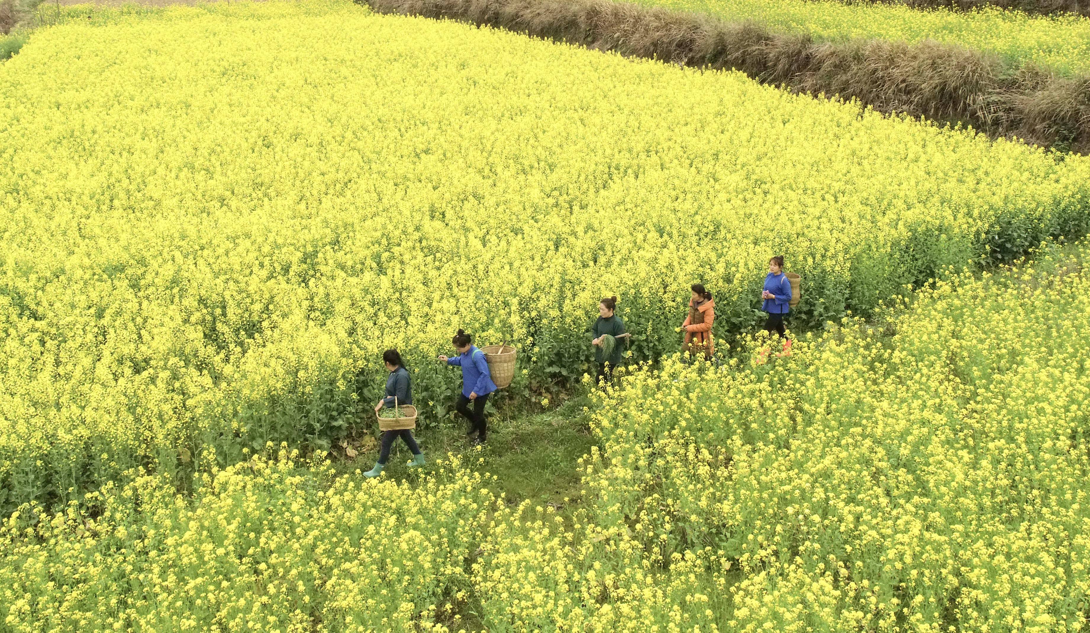 松桃：春来“清明粑”飘香