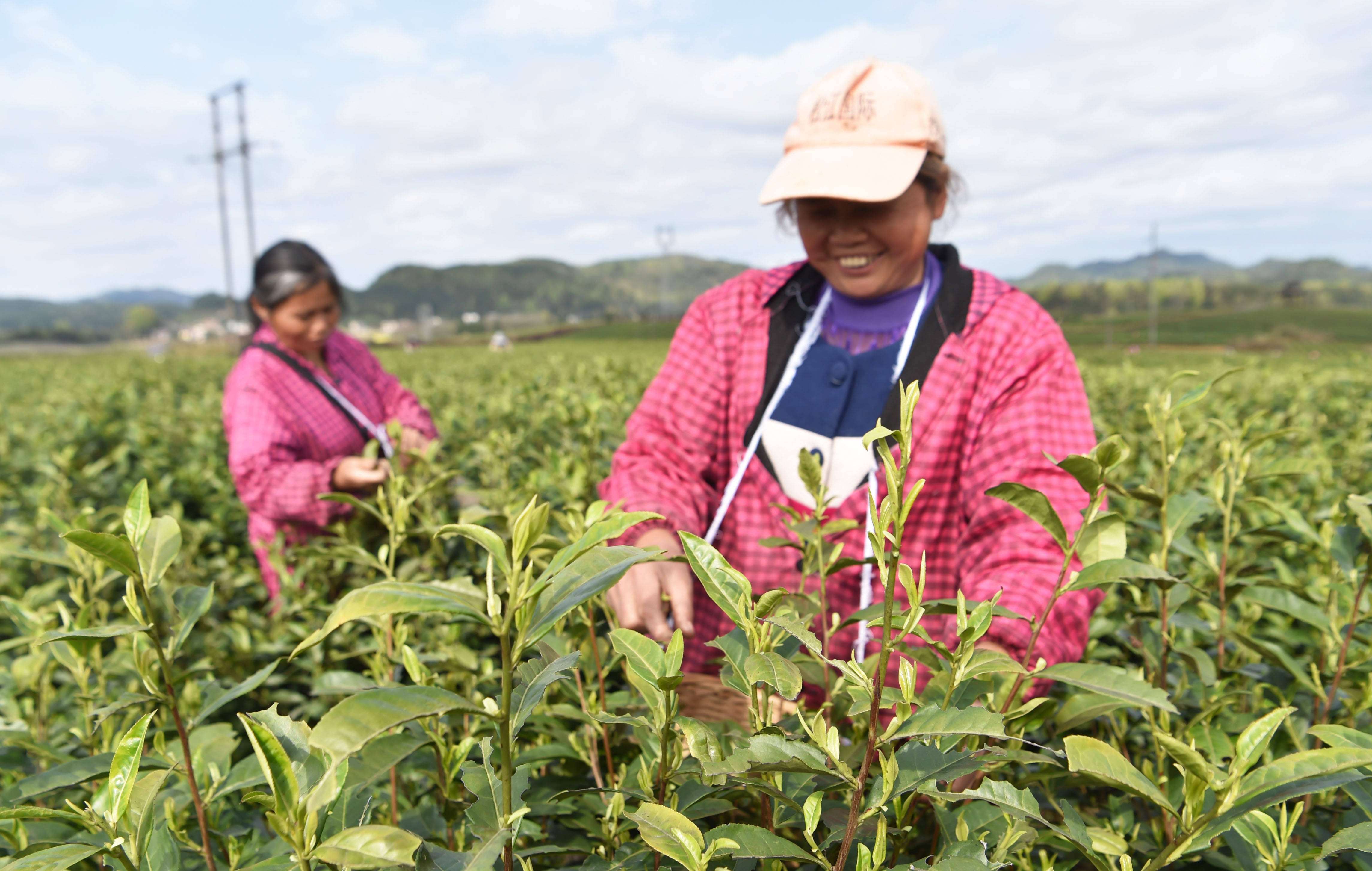 松桃：又是一年采茶季 茶叶清香富农民