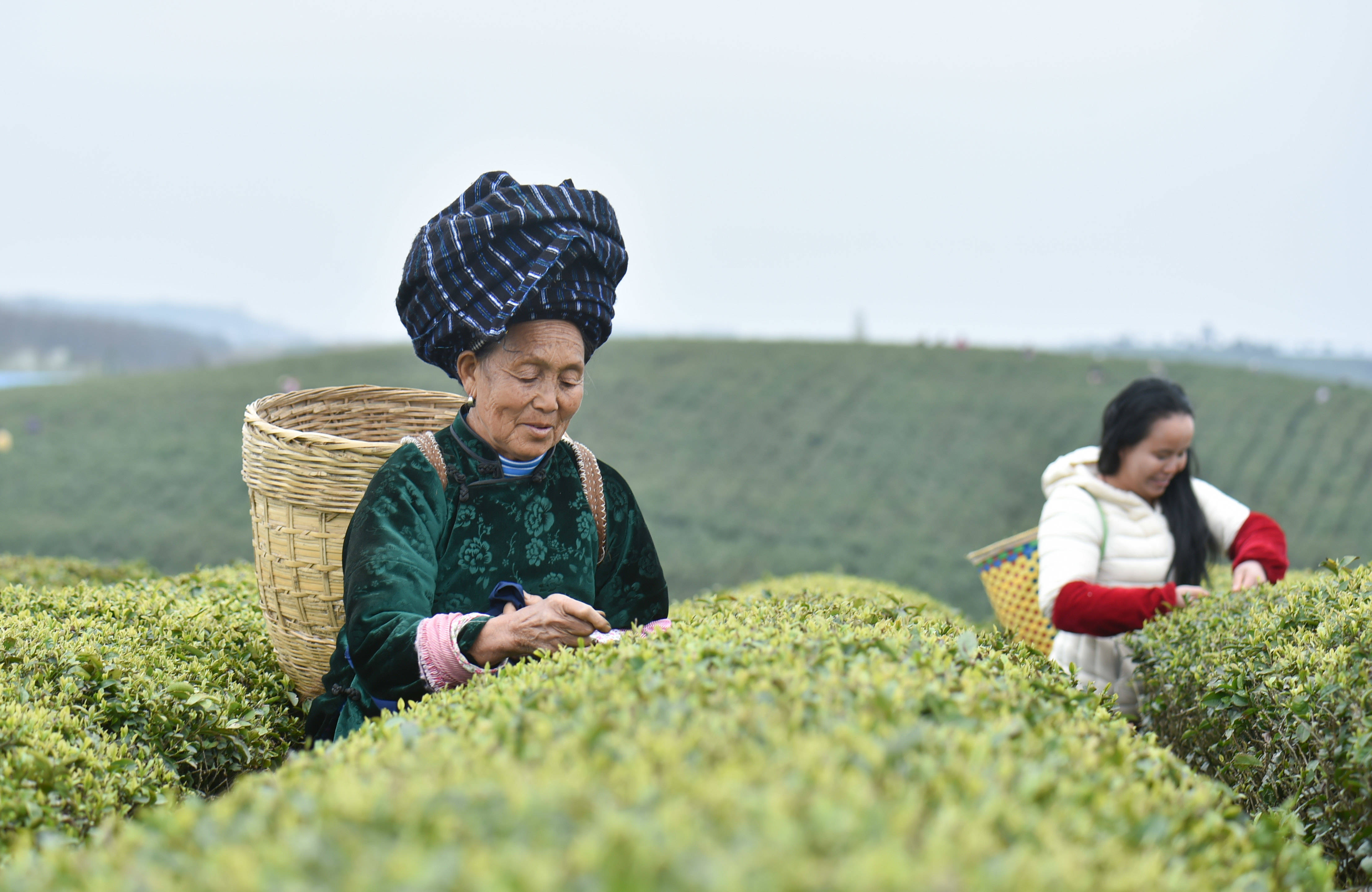 松桃：又是一年采茶季 茶叶清香富农民