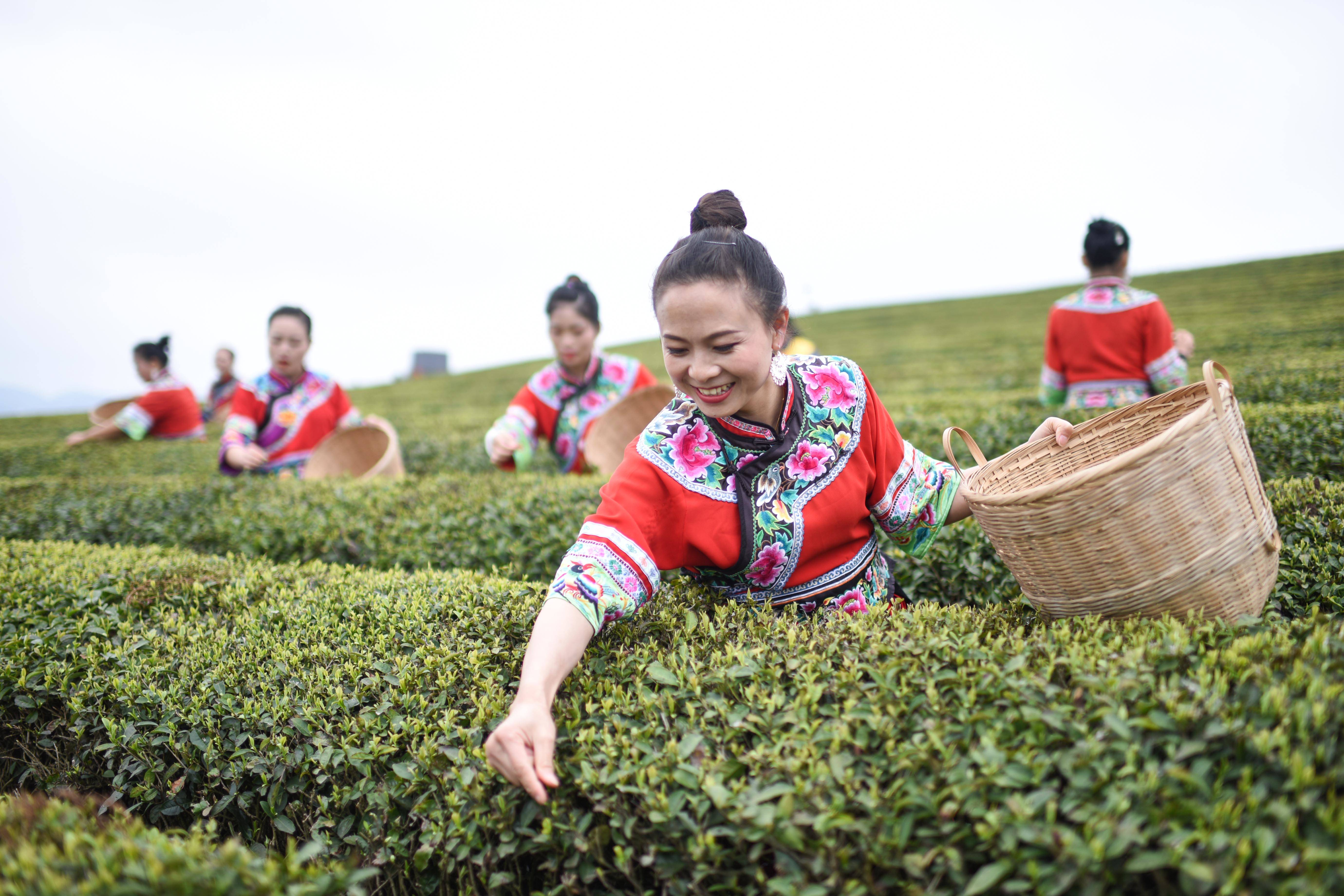 松桃：又是一年采茶季 茶叶清香富农民