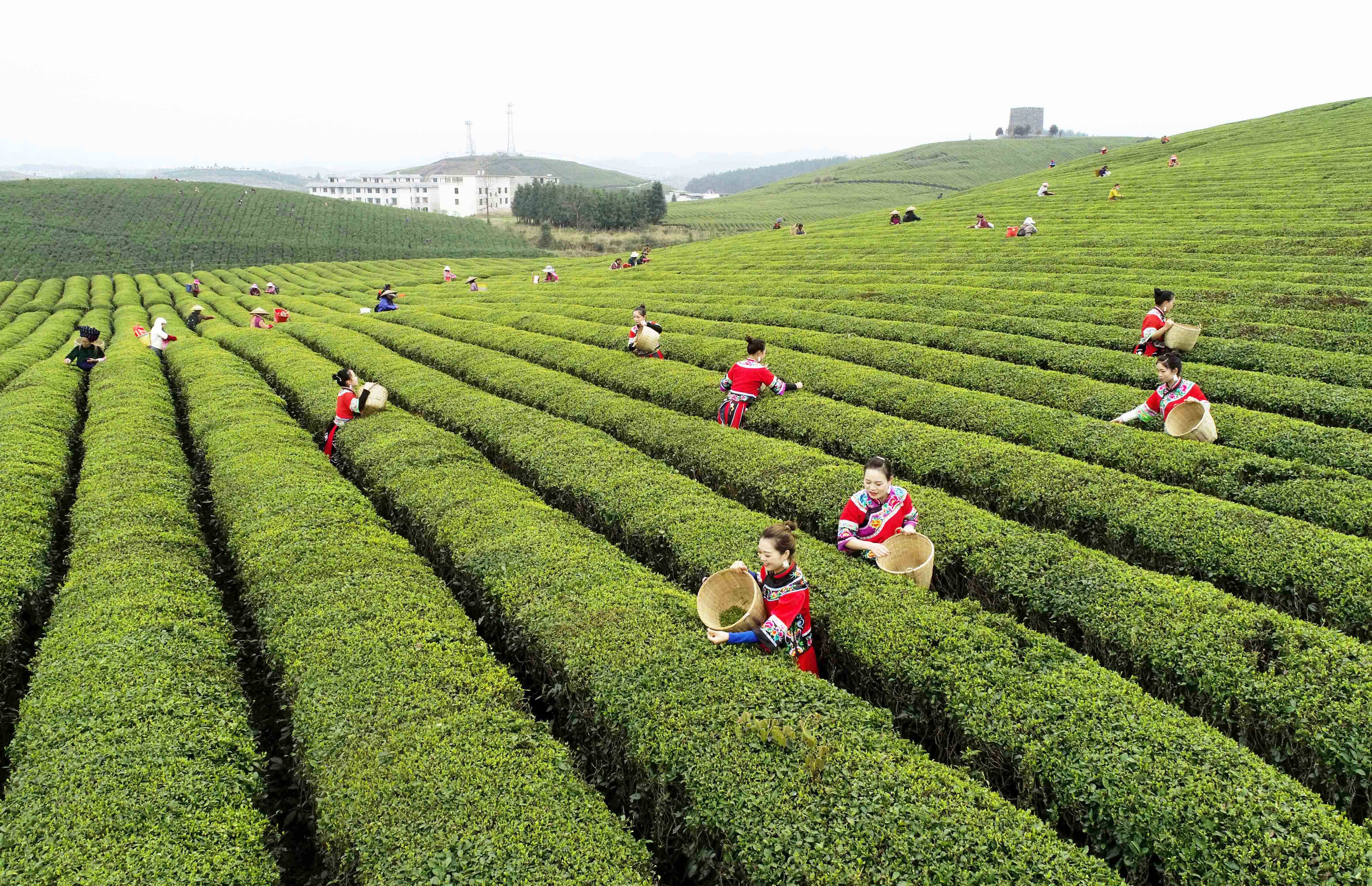 松桃：又是一年采茶季 茶叶清香富农民