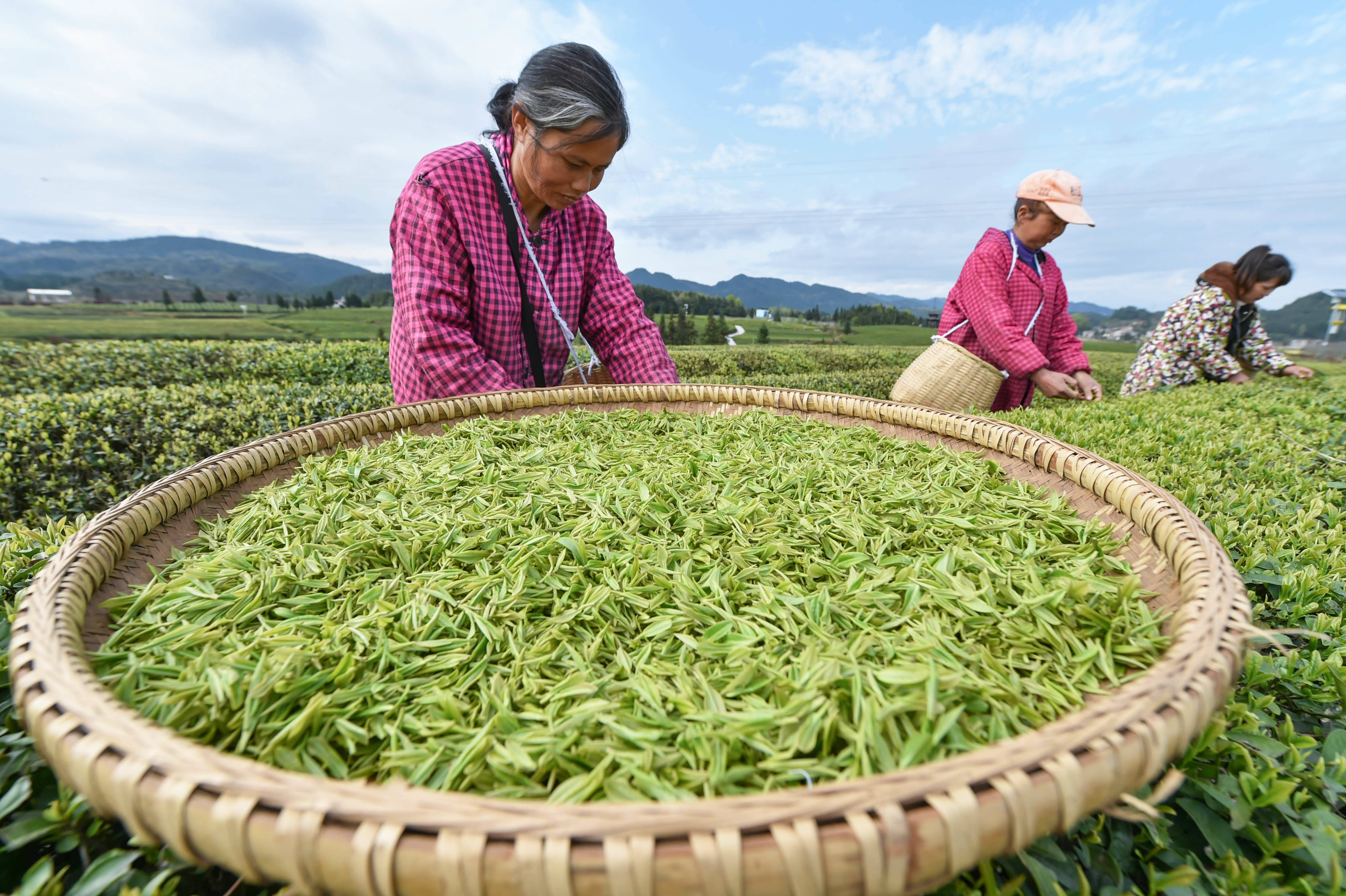 松桃：又是一年采茶季 茶叶清香富农民