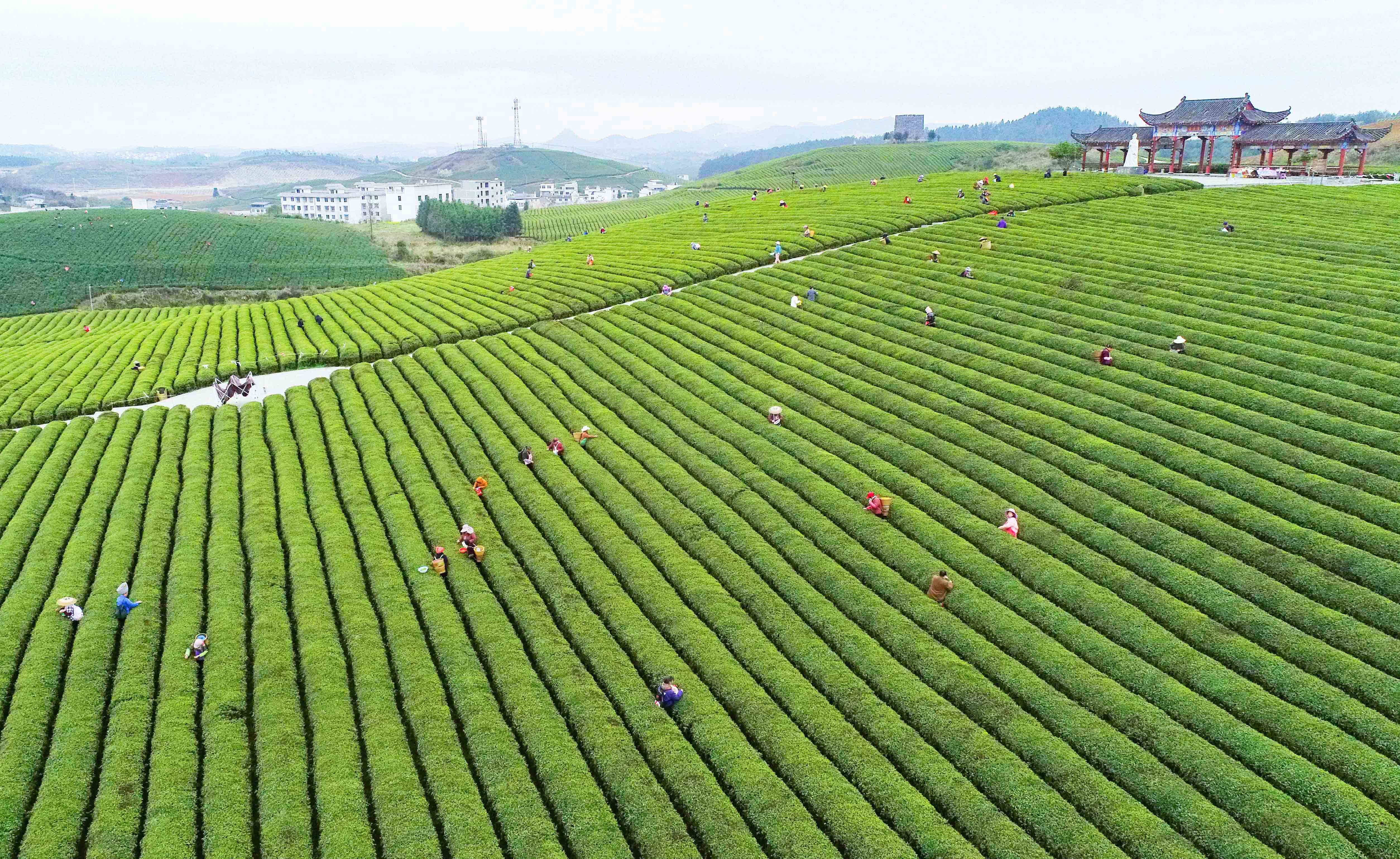 松桃：又是一年采茶季 茶叶清香富农民