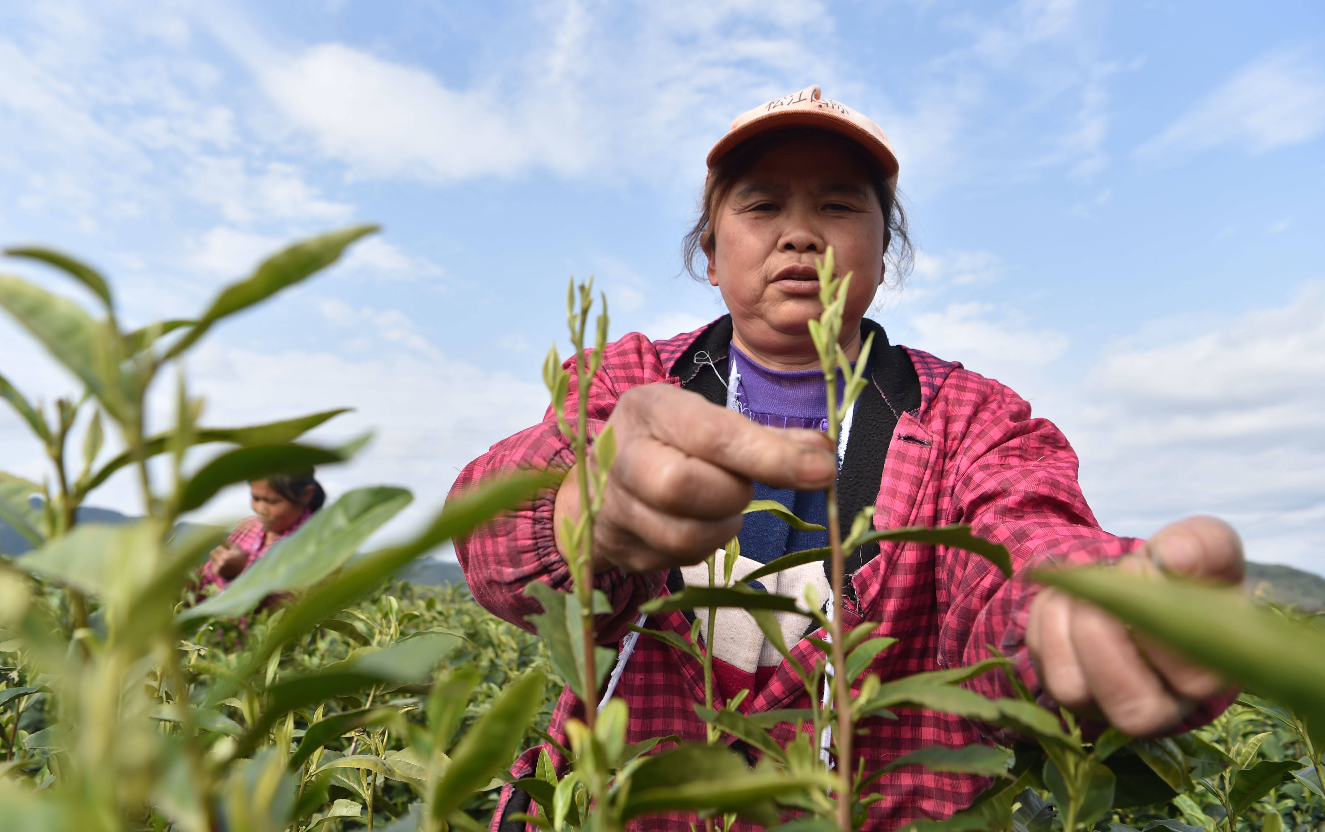 松桃：又是一年采茶季 茶叶清香富农民