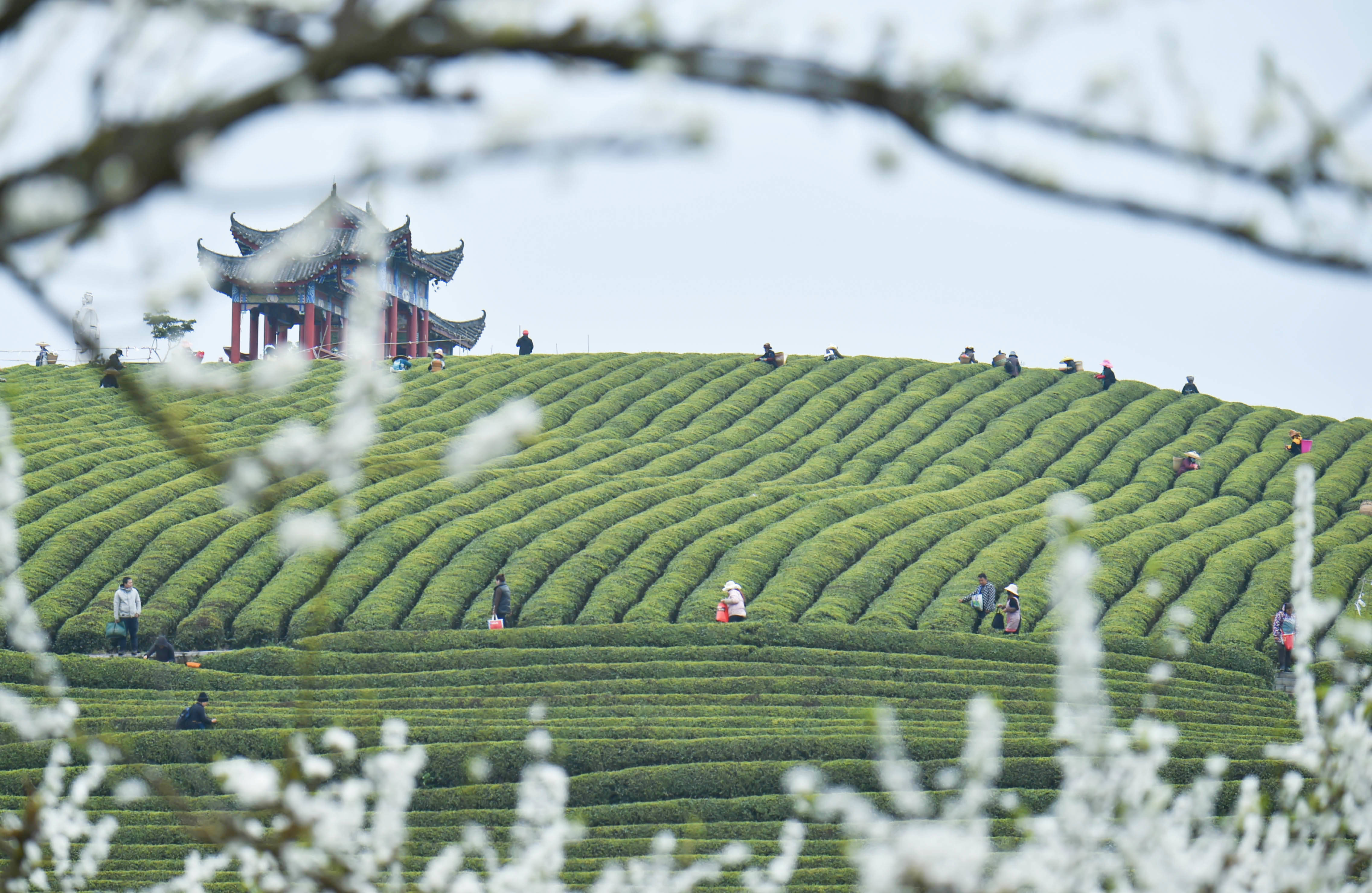 松桃：又是一年采茶季 茶叶清香富农民