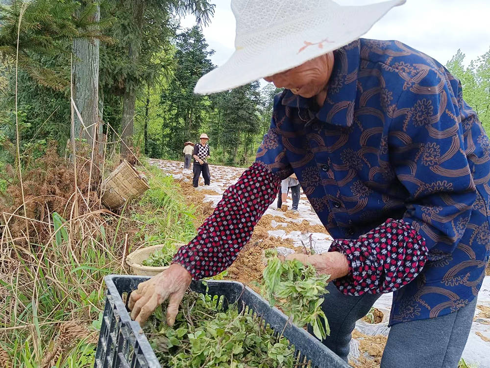 孟溪再添新产业　“仙草”种植助力乡村振兴