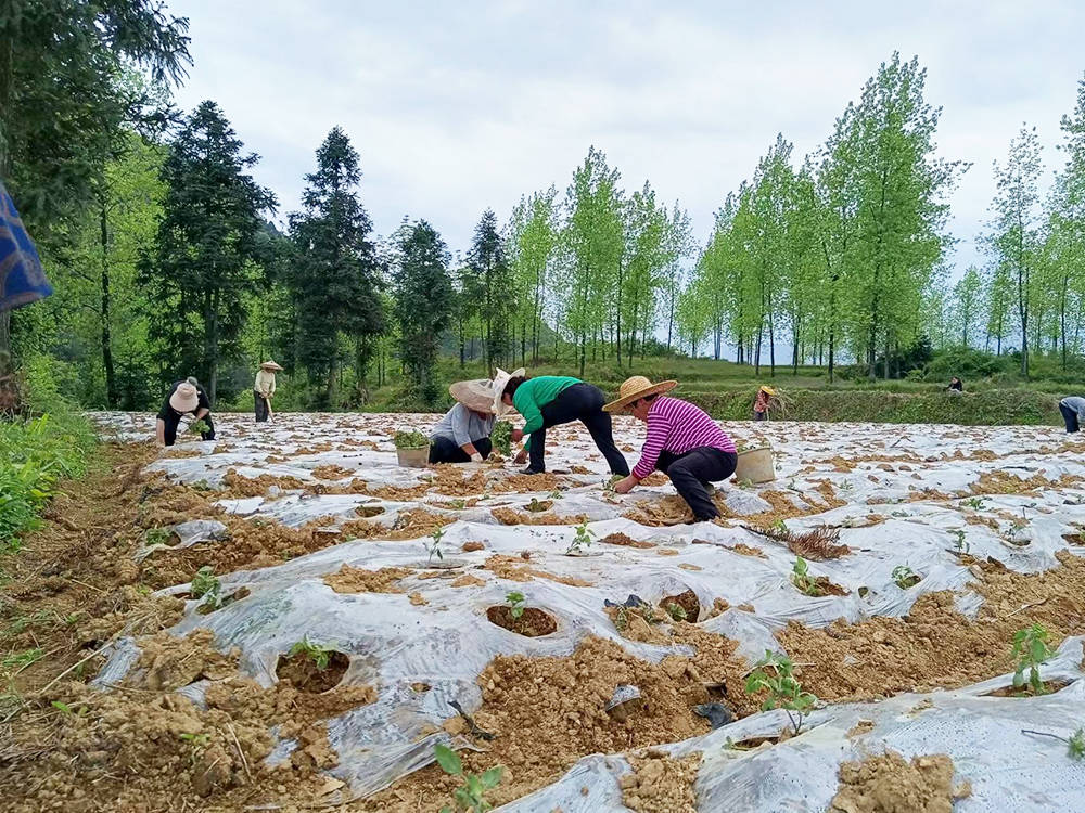 孟溪再添新产业　“仙草”种植助力乡村振兴