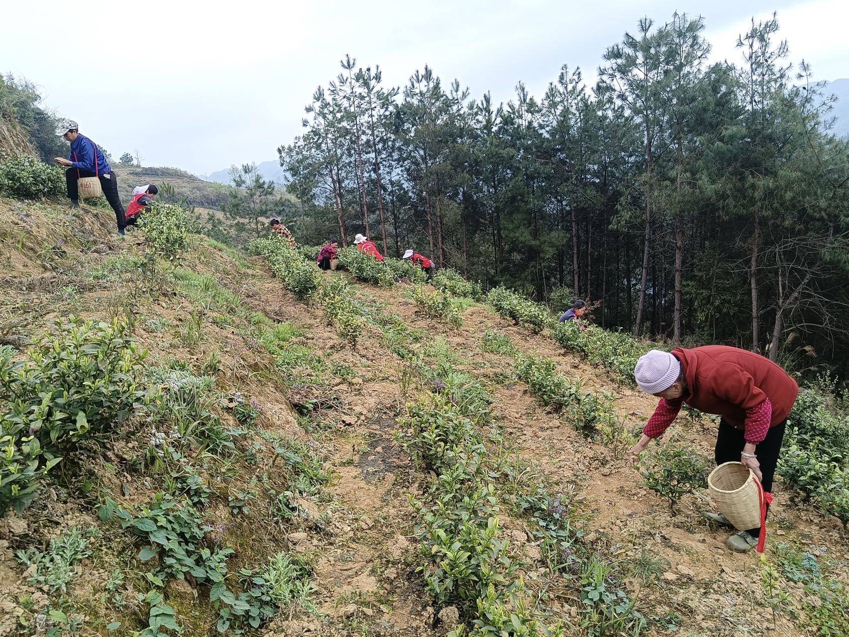 留守老人在大户带领下采茶.jpg