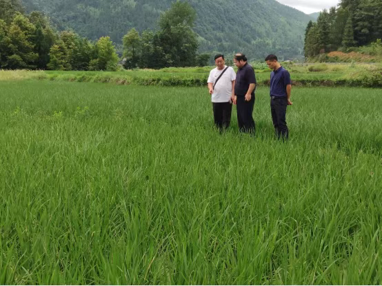 【松桃才俊展风采】畅游在田间地头的追梦人——记市管专家王思见