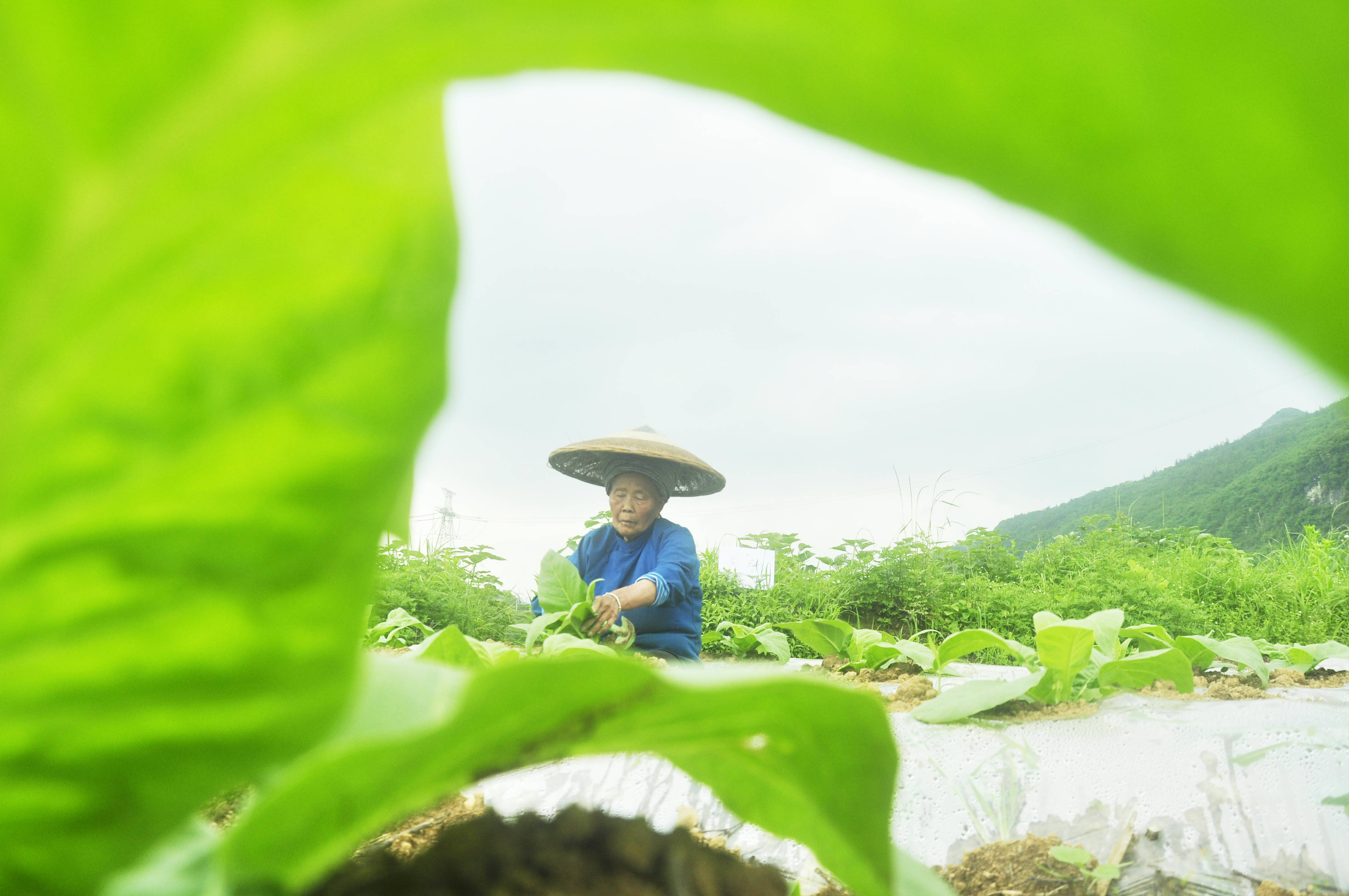 松桃：初夏时节农事忙