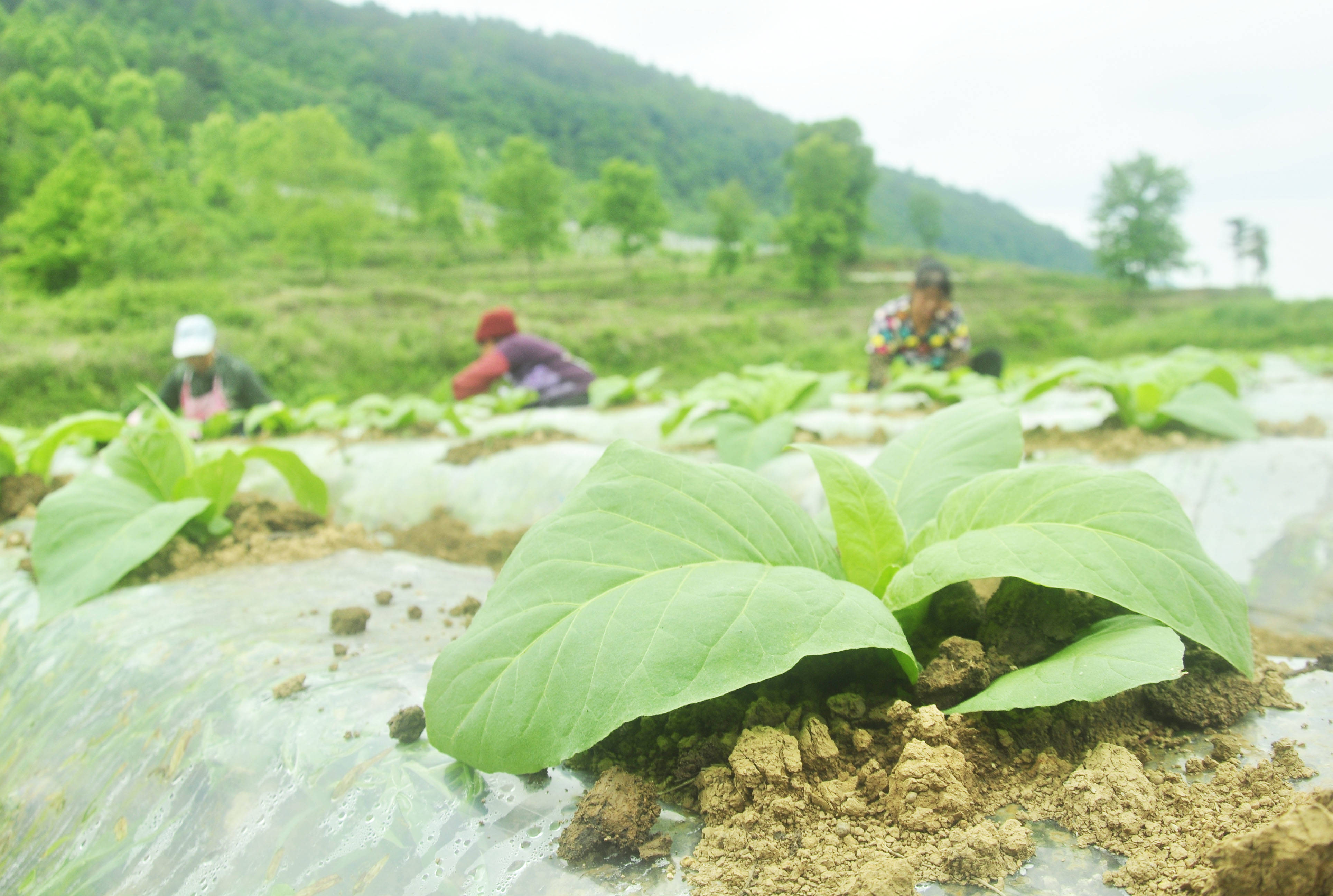 松桃：初夏时节农事忙