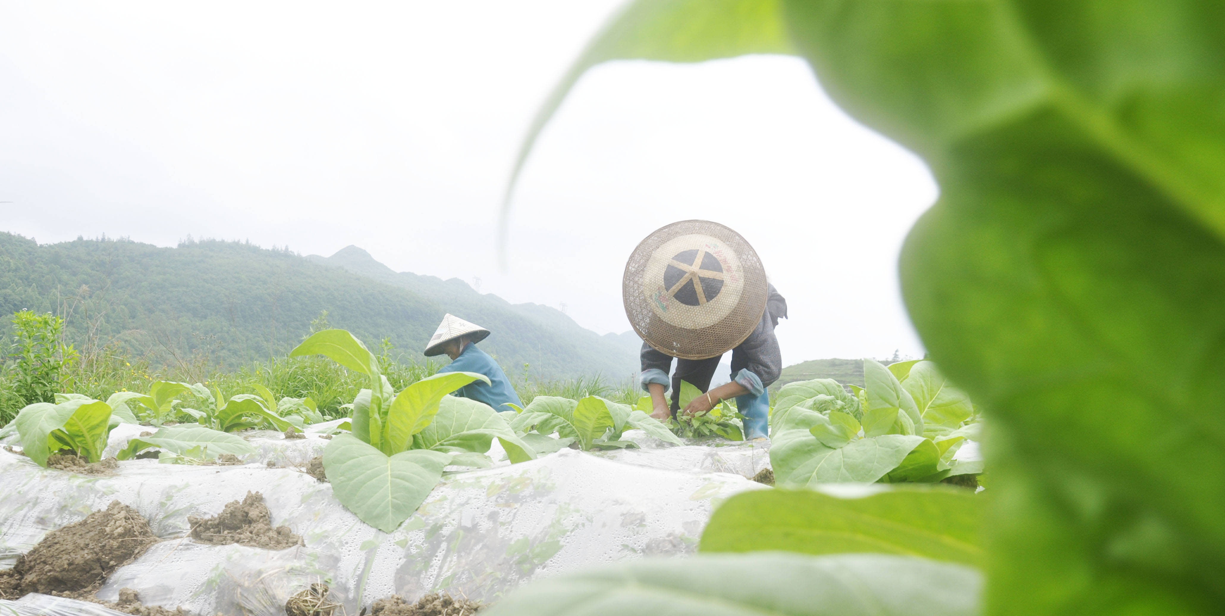 松桃：初夏时节农事忙