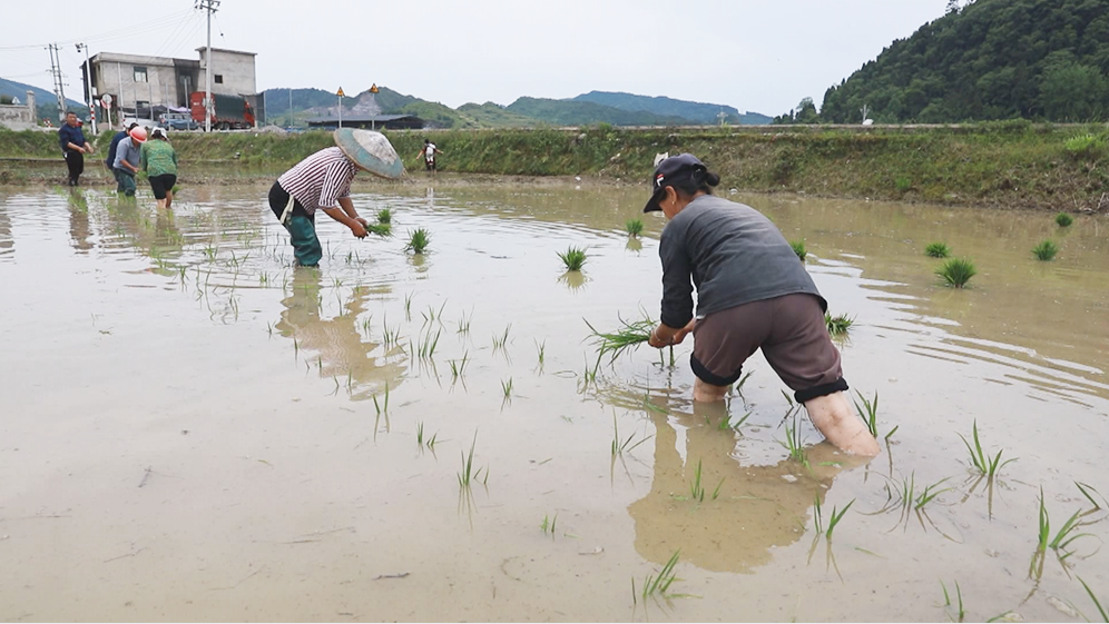 松桃：你种田来我选种　专家把关促高产