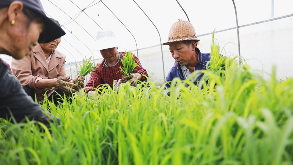 松桃：你种田来我选种　专家把关促高产