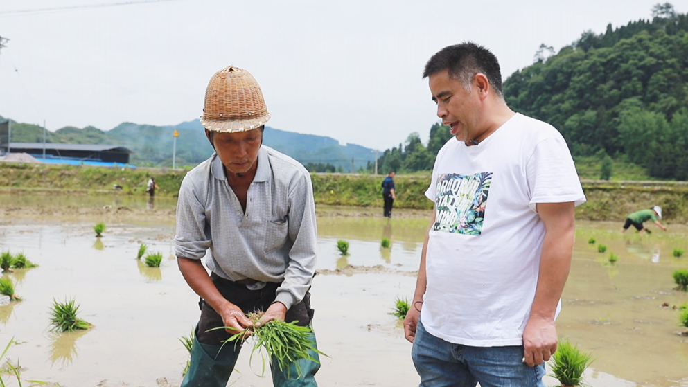 松桃：你种田来我选种　专家把关促高产