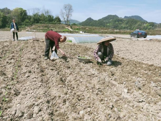 省特派员科技助力松桃粮油高产示范