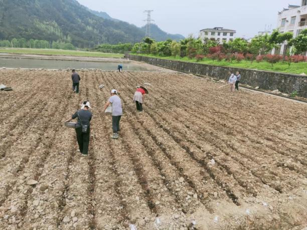 省特派员科技助力松桃粮油高产示范