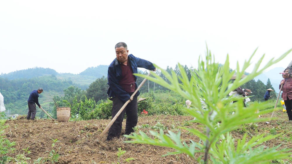 松桃：千亩珍珠花生播种忙 促农增收有保障