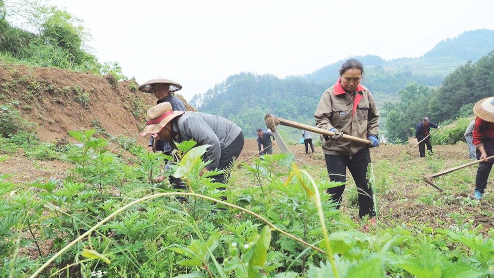 松桃：千亩珍珠花生播种忙 促农增收有保障