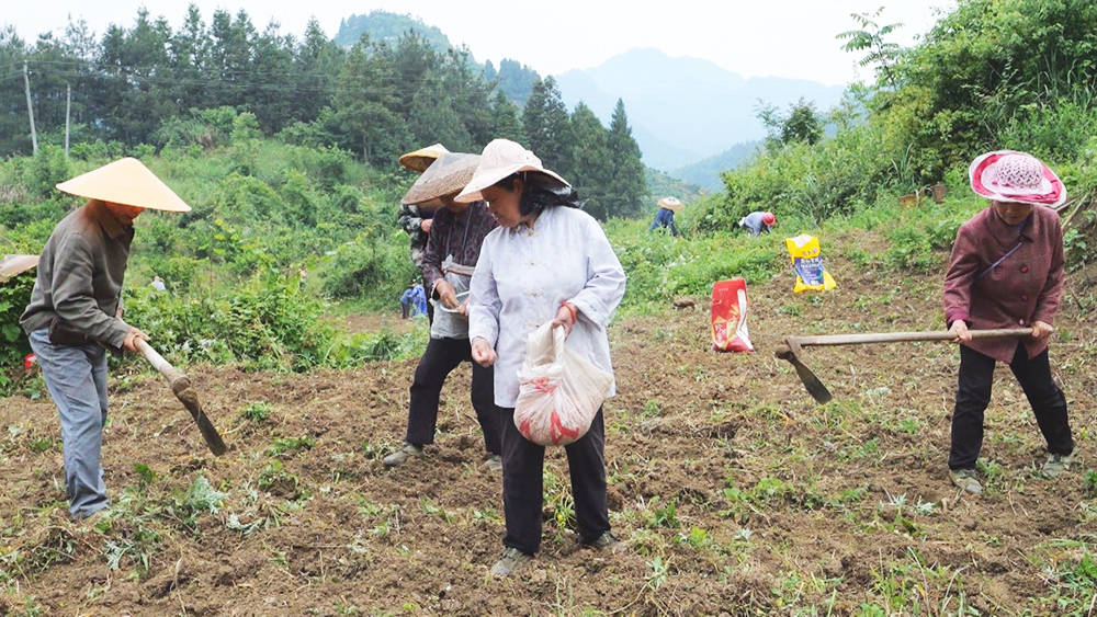 松桃：千亩珍珠花生播种忙 促农增收有保障