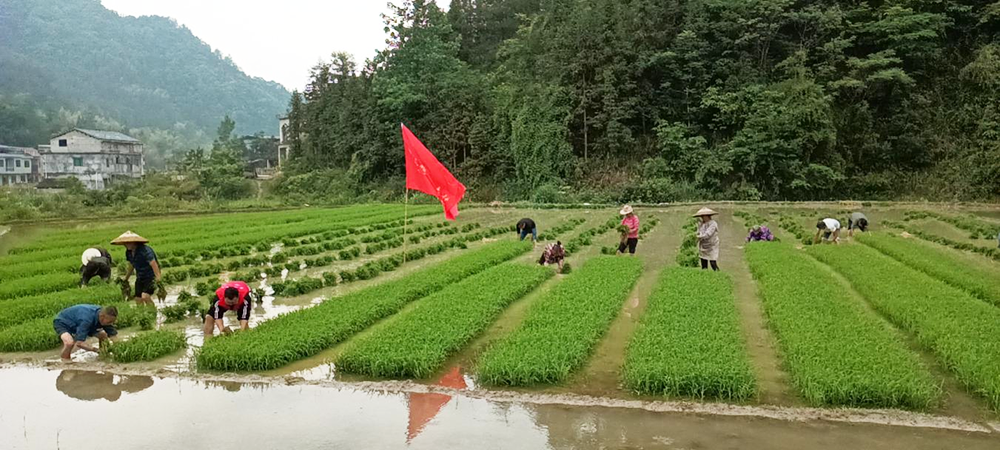 黄板镇：农时插秧忙不停 苗乡大地党旗红