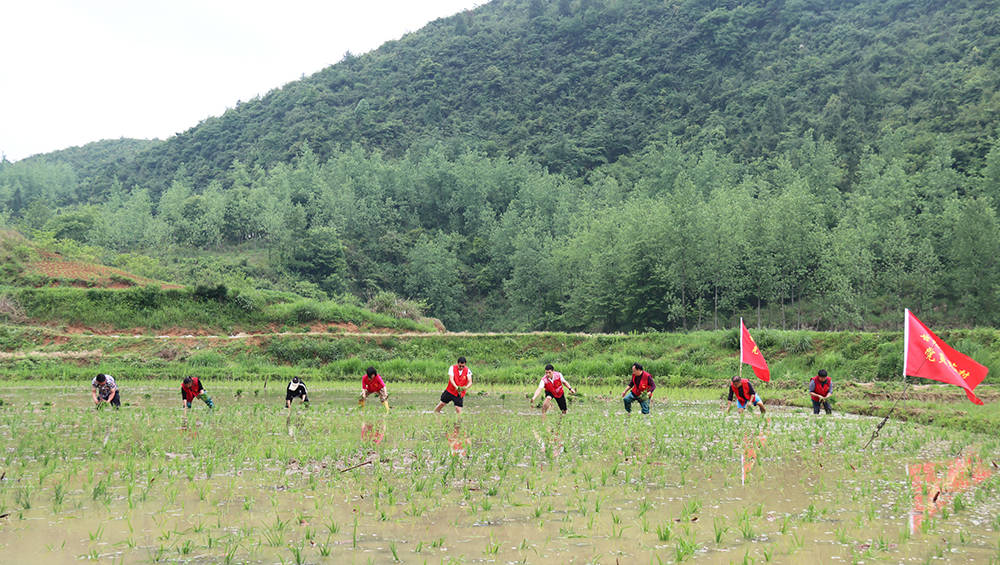 甘龙镇：志愿服务活动走进田间地头