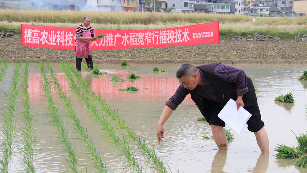 甘龙镇：志愿服务活动走进田间地头