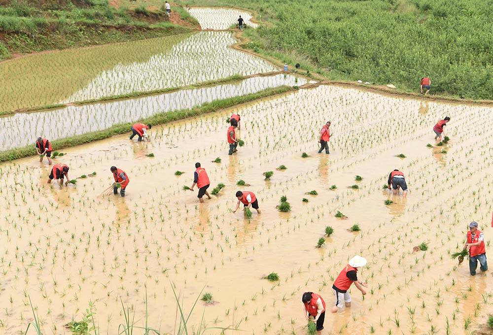 世昌街道：农耕插秧好时节　党员先锋助农忙