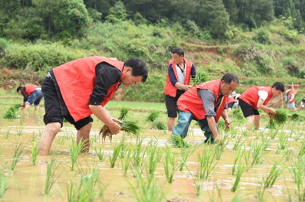 世昌街道：农耕插秧好时节　党员先锋助农忙