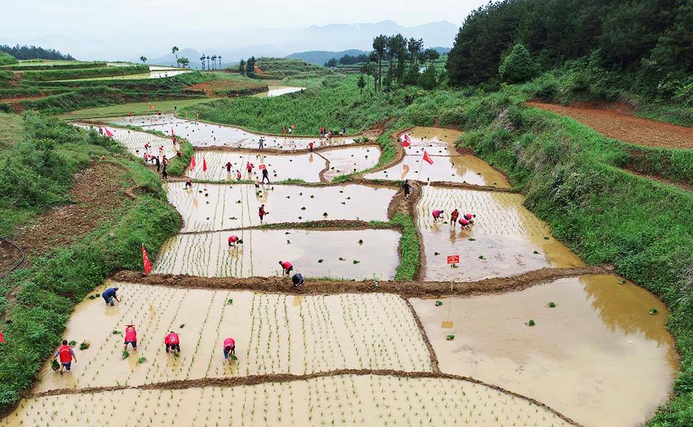 世昌街道：农耕插秧好时节　党员先锋助农忙