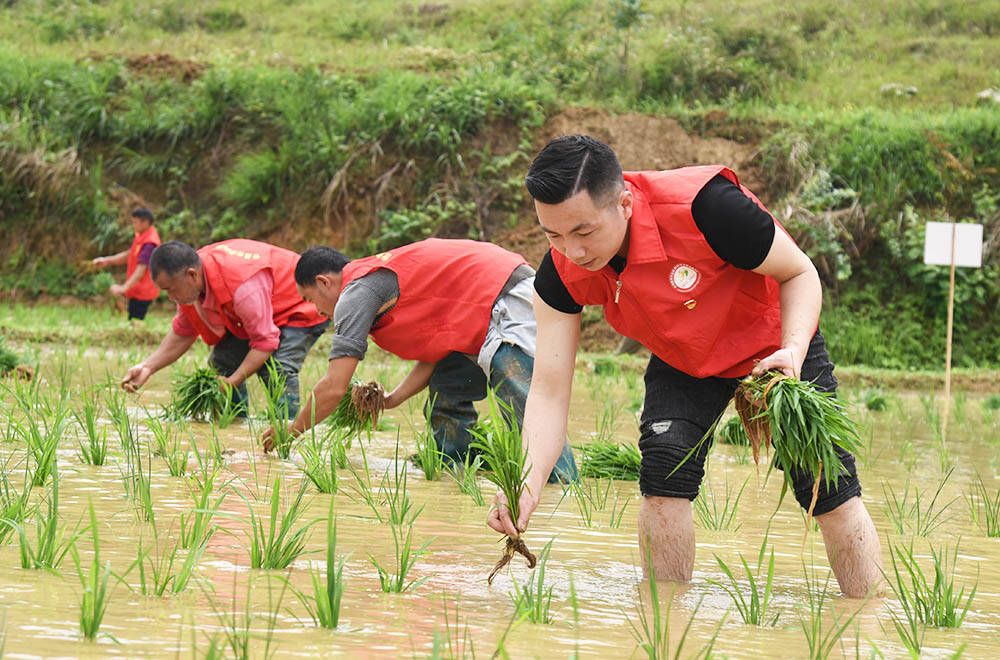 世昌街道：农耕插秧好时节　党员先锋助农忙