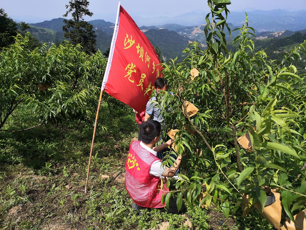 沙坝河乡：发展黄桃产业助力乡村振兴