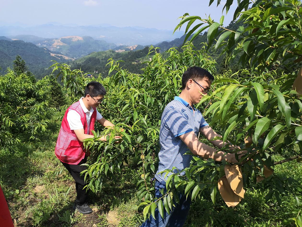 沙坝河乡：发展黄桃产业助力乡村振兴