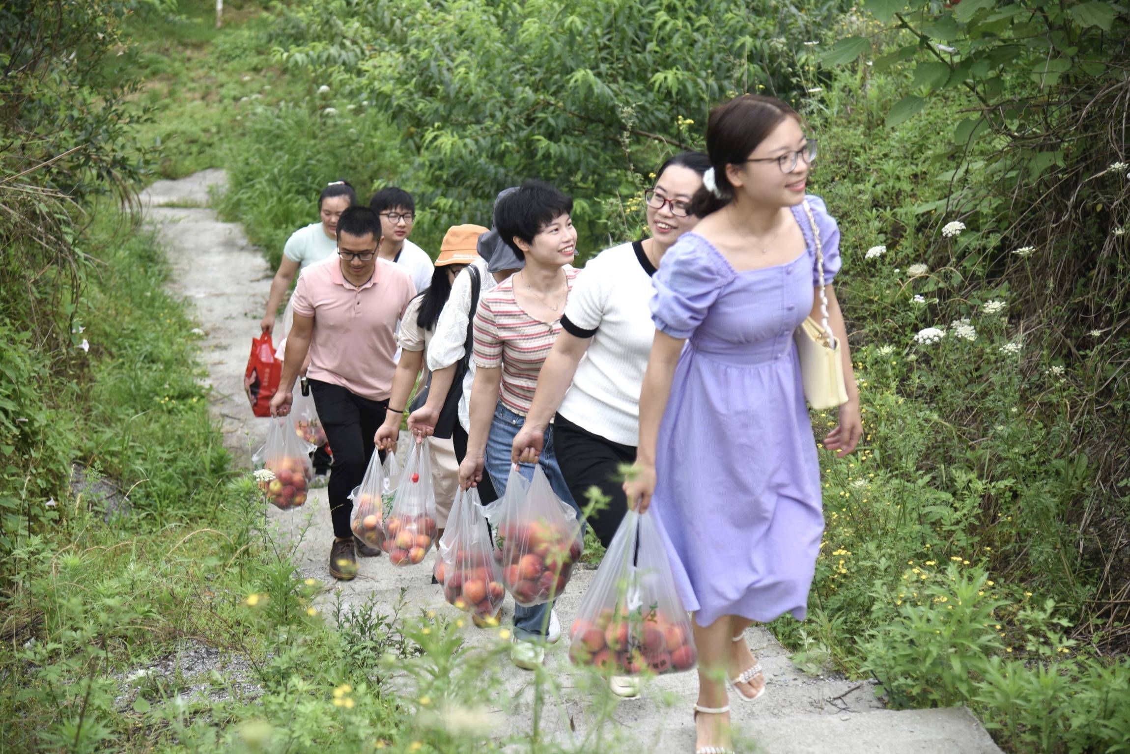 迓驾镇马安村的桃子成熟啦，快去采摘