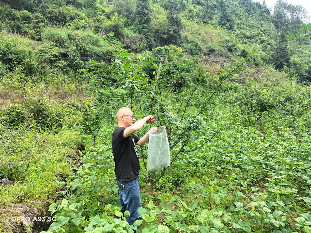 松桃林业局对石梁乡林产品进行标本采集