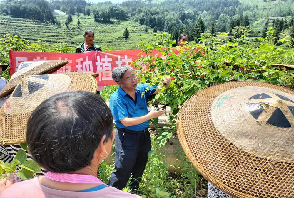 松桃开展吴茱萸技术培训