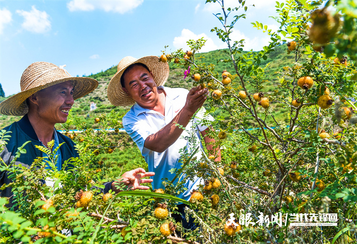 盘州市盘关镇贾西村农户在刺梨基地查看成熟刺梨品质情况。.jpg